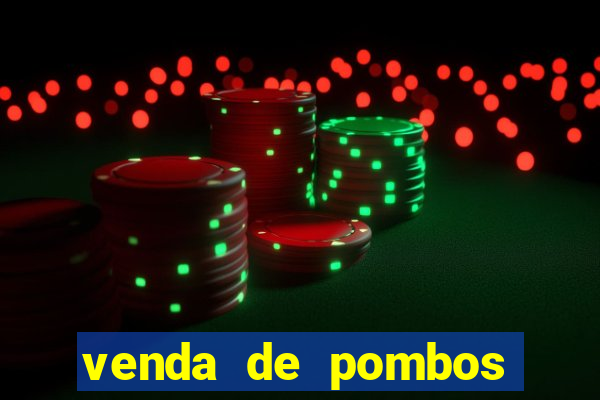 venda de pombos correios olx